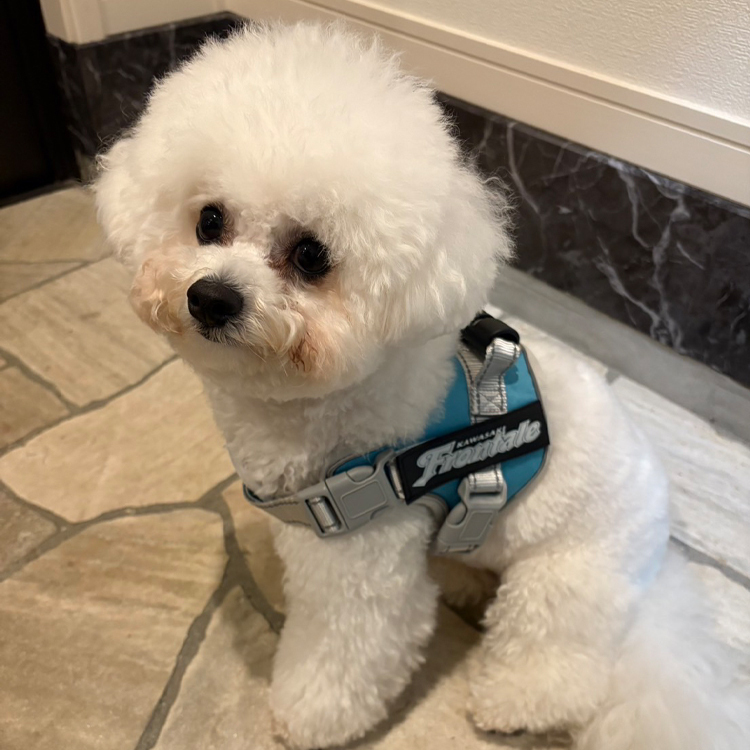 Pet Plus×Frontale ハーネス&リードセット
