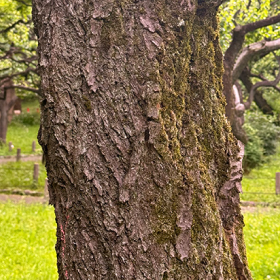 ウメ